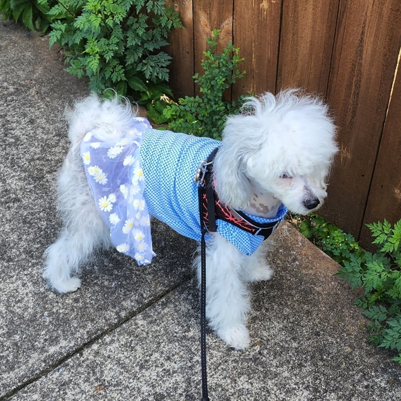 Meet your Posher, Jules - Picture 4 of 5